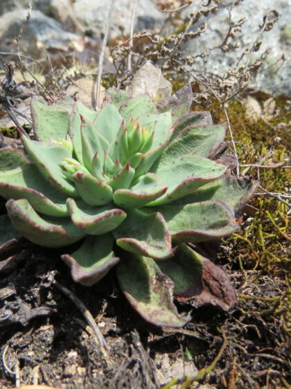 Das Bild zeigt eine Echeveria bifida, eine Sukkulente, die in einer Rosettenform wächst. Die Blätter sind dick, fleischig und haben eine blassgrüne Farbe mit rötlichen Rändern, besonders an den Spitzen. Einige Blätter scheinen leichte Spuren von Trockenheit zu zeigen, was durch die bräunlichen Ränder angedeutet wird. Die Pflanze wächst auf einem natürlichen Untergrund, der mit Moos, Laub und anderen pflanzlichen Resten bedeckt ist. Im Hintergrund sind trockene Zweige und Blätter zu sehen