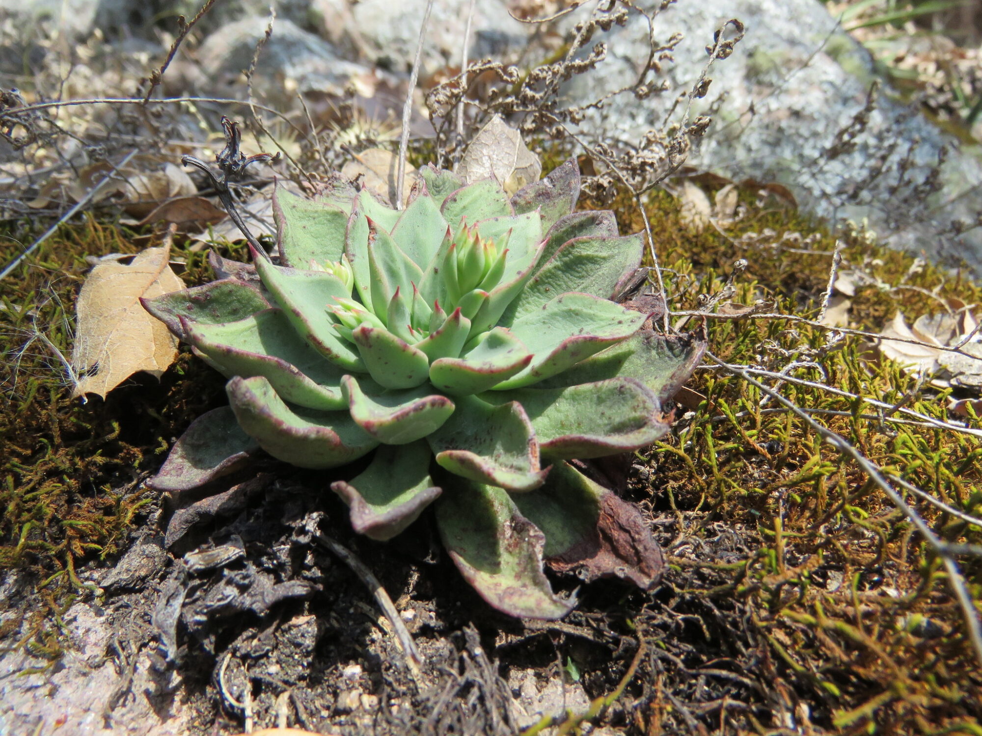 Das Bild zeigt eine Echeveria bifida, eine Sukkulente, die in einer Rosettenform wächst. Die Blätter sind dick, fleischig und haben eine blassgrüne Farbe mit rötlichen Rändern, besonders an den Spitzen. Einige Blätter scheinen leichte Spuren von Trockenheit zu zeigen, was durch die bräunlichen Ränder angedeutet wird. Die Pflanze wächst auf einem natürlichen Untergrund, der mit Moos, Laub und anderen pflanzlichen Resten bedeckt ist. Im Hintergrund sind trockene Zweige und Blätter zu sehen