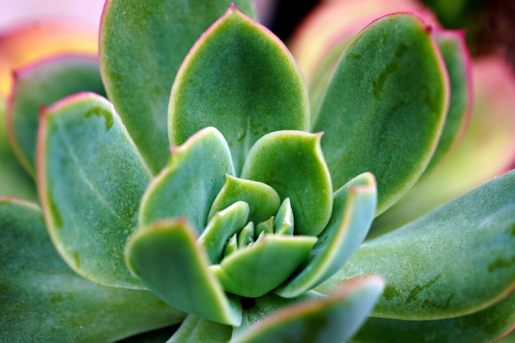 Das Bild zeigt eine Nahaufnahme einer Echeveria elegans, einer Sukkulentenpflanze. Die fleischigen, grün-bläulichen Blätter sind in einer symmetrischen Rosette angeordnet und haben leicht rötliche Ränder. Die Blätter sind dick und saftig. Der Hintergrund ist unscharf
