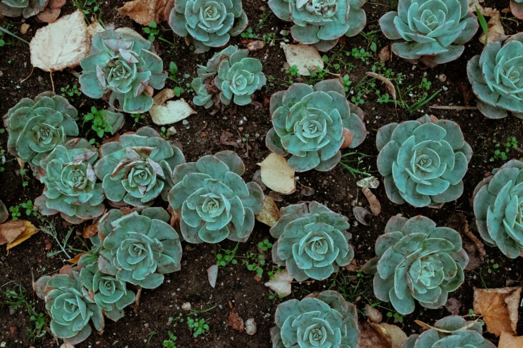 Das Bild zeigt eine Gruppe von Echeveria elegans die in einem Beet gepflanzt sind. Diese sukkulenten Pflanzen haben symmetrische Rosetten aus fleischigen, bläulich-grünen Blättern, die mit einer pudrigen Schicht bedeckt sind. Zwischen den Echeveria-Rosetten sind vereinzelt kleine Unkräuter und vertrocknete Blätter zu sehen.