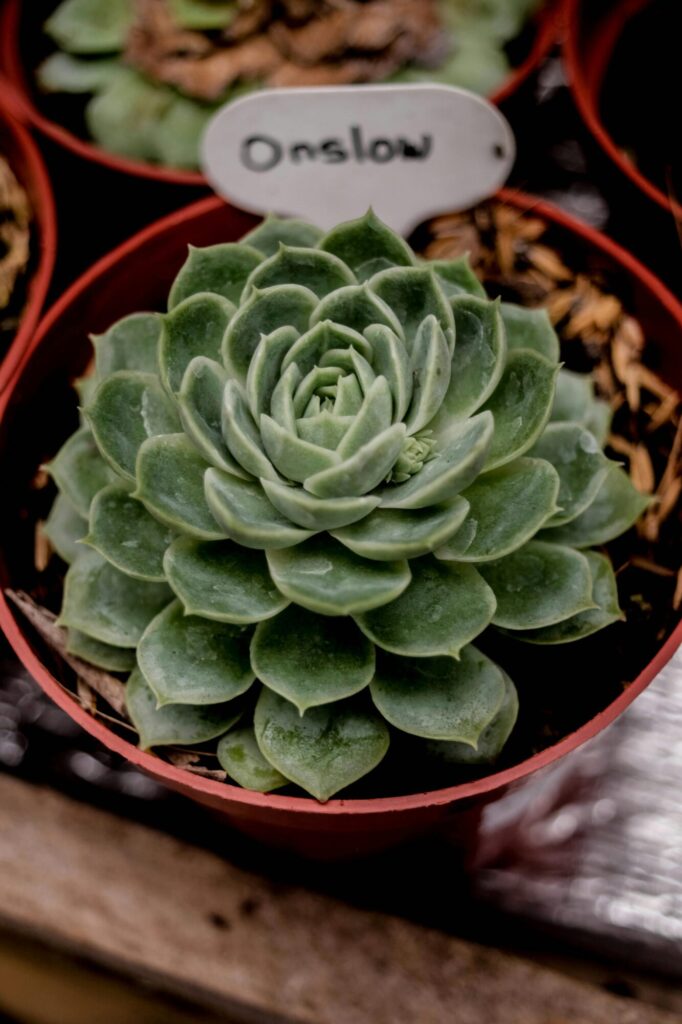 Das Bild zeigt eine Echeveria elegans, die in einem kleinen, roten Topf gepflanzt ist. Diese Sukkulente hat eine symmetrische Rosette aus fleischigen, bläulich-grünen Blättern, die sich eng aneinander schmiegen. Die Blätter sind dicht und regelmäßig angeordnet, was der Pflanze ein rosettenartiges, ästhetisches Aussehen verleiht. Der Topf ist mit etwas Erde und organischem Material gefüllt. Im Hintergrund sind weitere ähnliche Pflanzen zu sehen