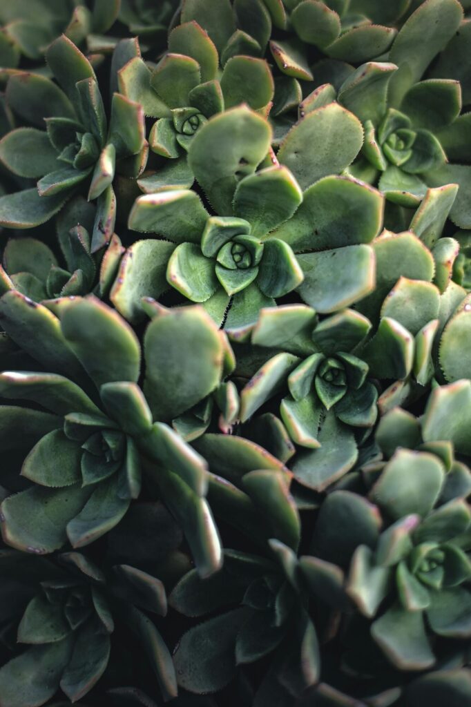 Das Bild zeigt eine Gruppe von Echeveria elegans Pflanzen. Diese Sukkulenten haben fleischige, grüne Blätter, die symmetrisch in Rosettenform angeordnet sind. Die Blätter haben leicht rötliche Spitzen und eine glatte Textur. Die Pflanzen sind dicht beieinander angeordnet, wodurch ein üppiges und kompaktes Erscheinungsbild entsteht.