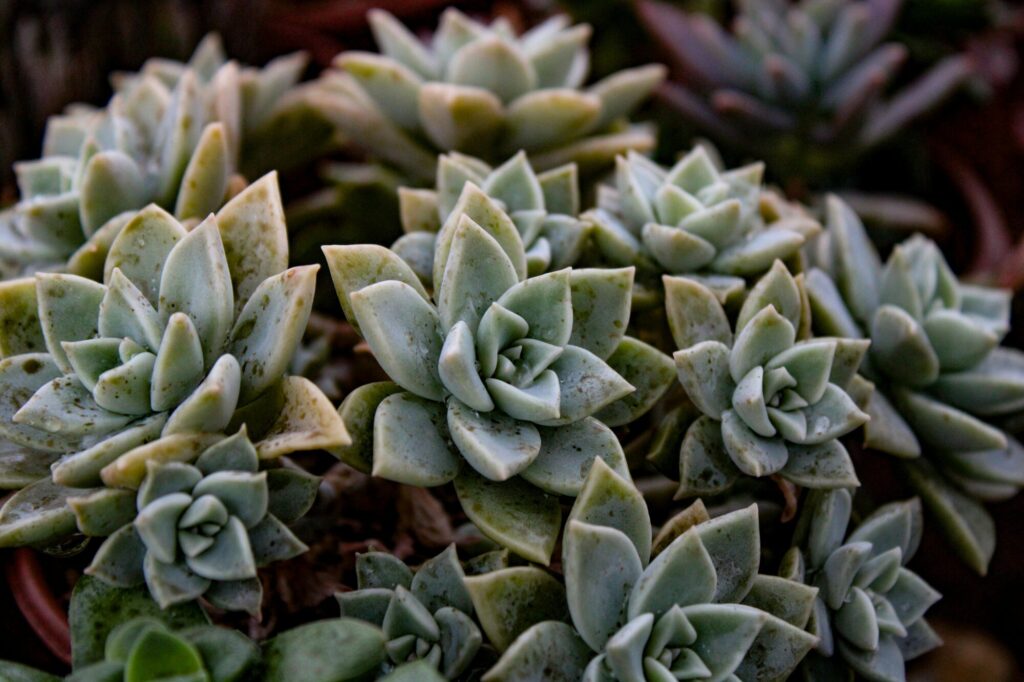 Das Bild zeigt eine Gruppe von Echeveria elegans Pflanzen, auch bekannt als "Mexikanische Schneeball". Diese Sukkulenten haben eine kompakte, rosettenförmige Struktur mit dicken, fleischigen Blättern, die eine graugrüne Farbe aufweisen. Einige der Blätter haben leichte Verfärbungen oder Flecken, was auf Umweltfaktoren oder natürliche Variationen hinweisen könnte. Die Pflanzen sind dicht beieinander angeordnet