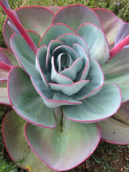 Das Bild zeigt eine Echeveria gigantea, eine großblättrige sukkulente Pflanze. Die Rosette besteht aus dicken, fleischigen Blättern, die eine bläulich-grüne Färbung aufweisen. Die Blätter haben einen rötlichen Rand, der besonders am äußeren Rand der Rosette hervorsticht. Im Zentrum der Pflanze sind die Blätter dichter angeordnet und stehen aufrecht. Um die Rosette herum ragen rötliche Stängel hervor, die ebenfalls dick und fleischig erscheinen. Die Pflanze wächst in einer natürlichen Umgebung mit Gras und anderen kleinen Pflanzen