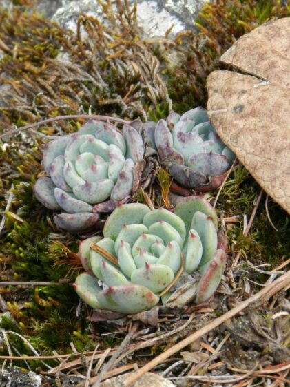 Das Bild zeigt mehrere kleine Rosetten der Sukkulente Echeveria minima, die in einer natürlichen Umgebung wachsen. Die Rosetten bestehen aus fleischigen Blättern, die eine hellgrüne bis gräuliche Färbung haben. Einige Blätter zeigen rötliche Verfärbungen, insbesondere an den Rändern und Spitzen. Die Pflanzen sind von verschiedenen Moosarten umgeben, die eine grüne und braune Farbpalette aufweisen und den Boden bedecken. Ein großes, trockenes Blatt liegt neben den Rosetten