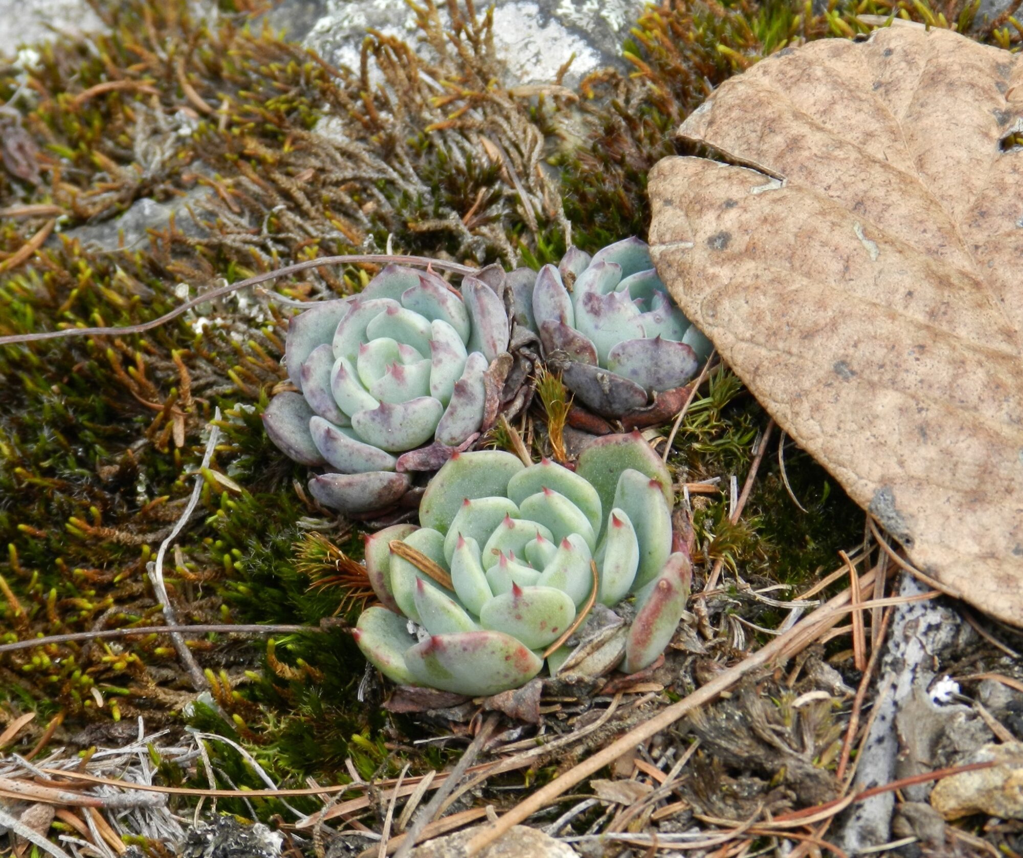 Das Bild zeigt mehrere kleine Rosetten der Sukkulente Echeveria minima, die in einer natürlichen Umgebung wachsen. Die Rosetten bestehen aus fleischigen Blättern, die eine hellgrüne bis gräuliche Färbung haben. Einige Blätter zeigen rötliche Verfärbungen, insbesondere an den Rändern und Spitzen. Die Pflanzen sind von verschiedenen Moosarten umgeben, die eine grüne und braune Farbpalette aufweisen und den Boden bedecken. Ein großes, trockenes Blatt liegt neben den Rosetten