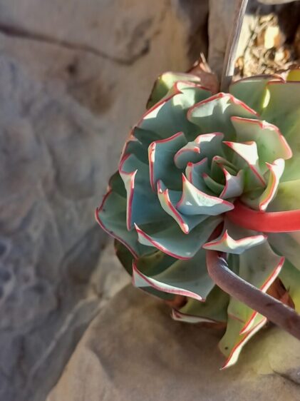 Das Bild zeigt eine Echeveria strictiflora, die auf einem felsigen Untergrund wächst. Die Pflanze hat dicke, fleischige Blätter, die in einer dichten Rosette angeordnet sind. Die Blätter sind grünlich-blau und haben wellige Ränder, die rot gefärbt sind, was einen schönen Kontrast zu den blauen Tönen bildet.
