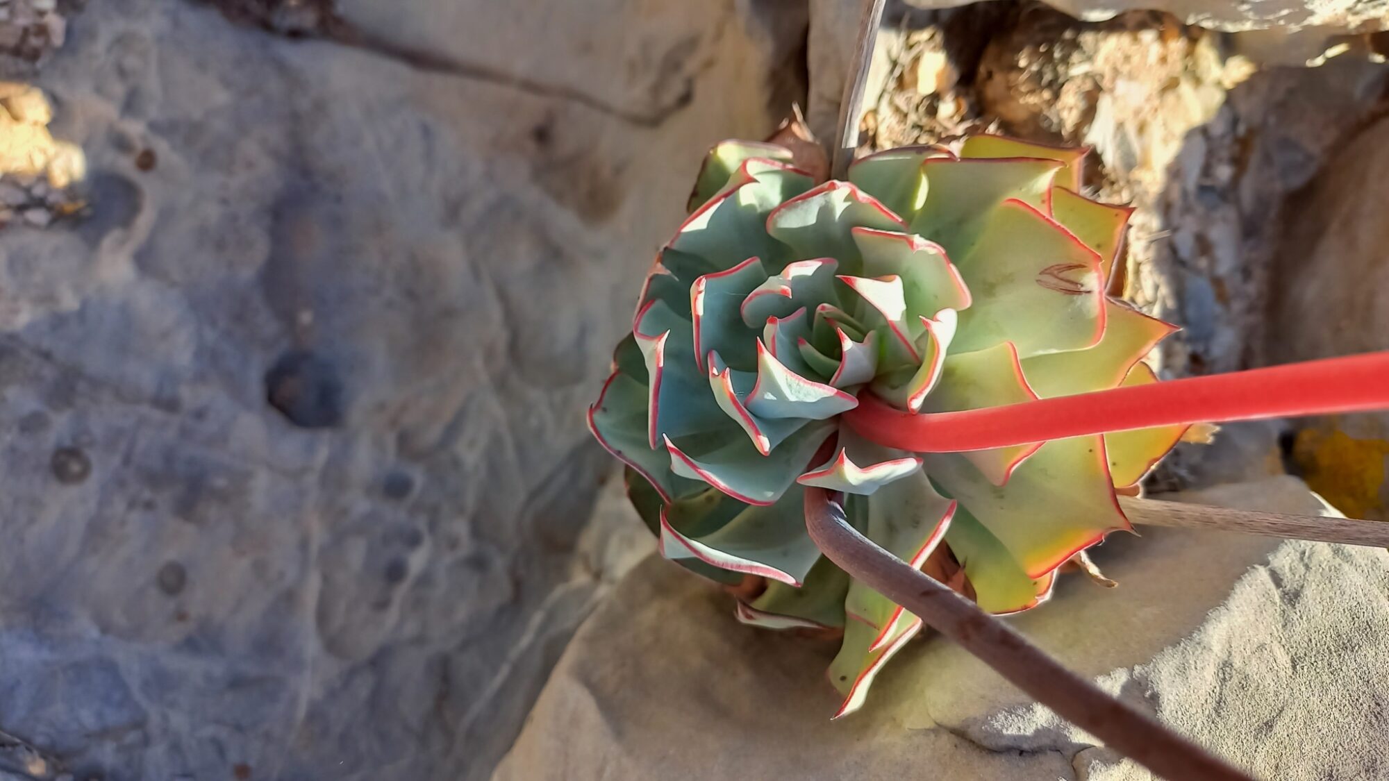 Echeveria strictiflora