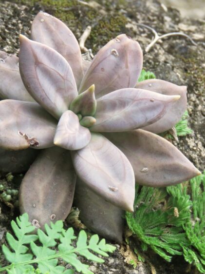 Das Bild zeigt eine Echeveria xichuensis, eine sukkulente Pflanze mit dickfleischigen, rosettenförmig angeordneten Blättern. Die Blätter haben eine blasslila bis graubraune Färbung, wobei einige Blätter leichte Flecken oder Verfärbungen aufweisen. Die Pflanze sitzt in einem felsigen, moosbewachsenen Bereich, umgeben von kleinen grünen Farnen und anderen Pflanzen. Die Oberfläche, auf der die Echeveria wächst, ist grob und mit Flechten oder Moos bewachsen
