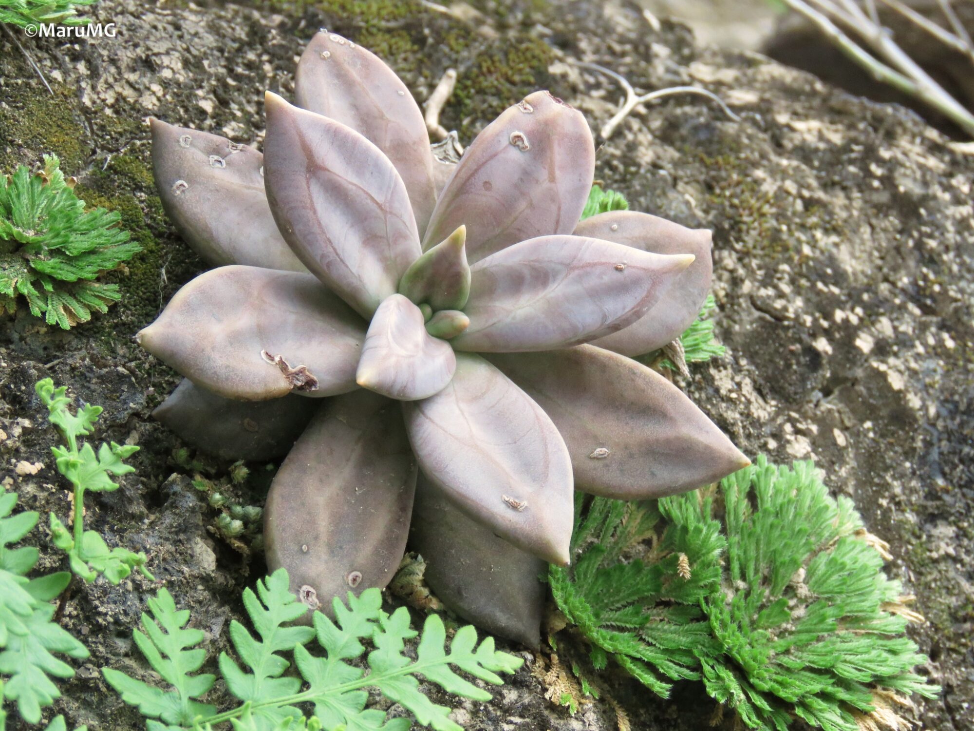 Echeveria xichuensis