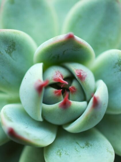 Das Bild zeigt eine Nahaufnahme einer Echeveria chihuahuaensis. Die Blätter sind dick, fleischig und haben eine bläulich-grüne Farbe. An den Spitzen der Blätter ist eine rötliche Färbung zu erkennen, die die Rosette ausmacht. Die Blätter sind glatt und leicht gewölbt, wobei die rötlichen Spitzen deutliche Akzente setzen. Die Pflanze scheint in einem gut gepflegten Zustand zu sein, ohne sichtbare Schäden oder Verfärbungen. Die Anordnung der Blätter ist symmetrisch