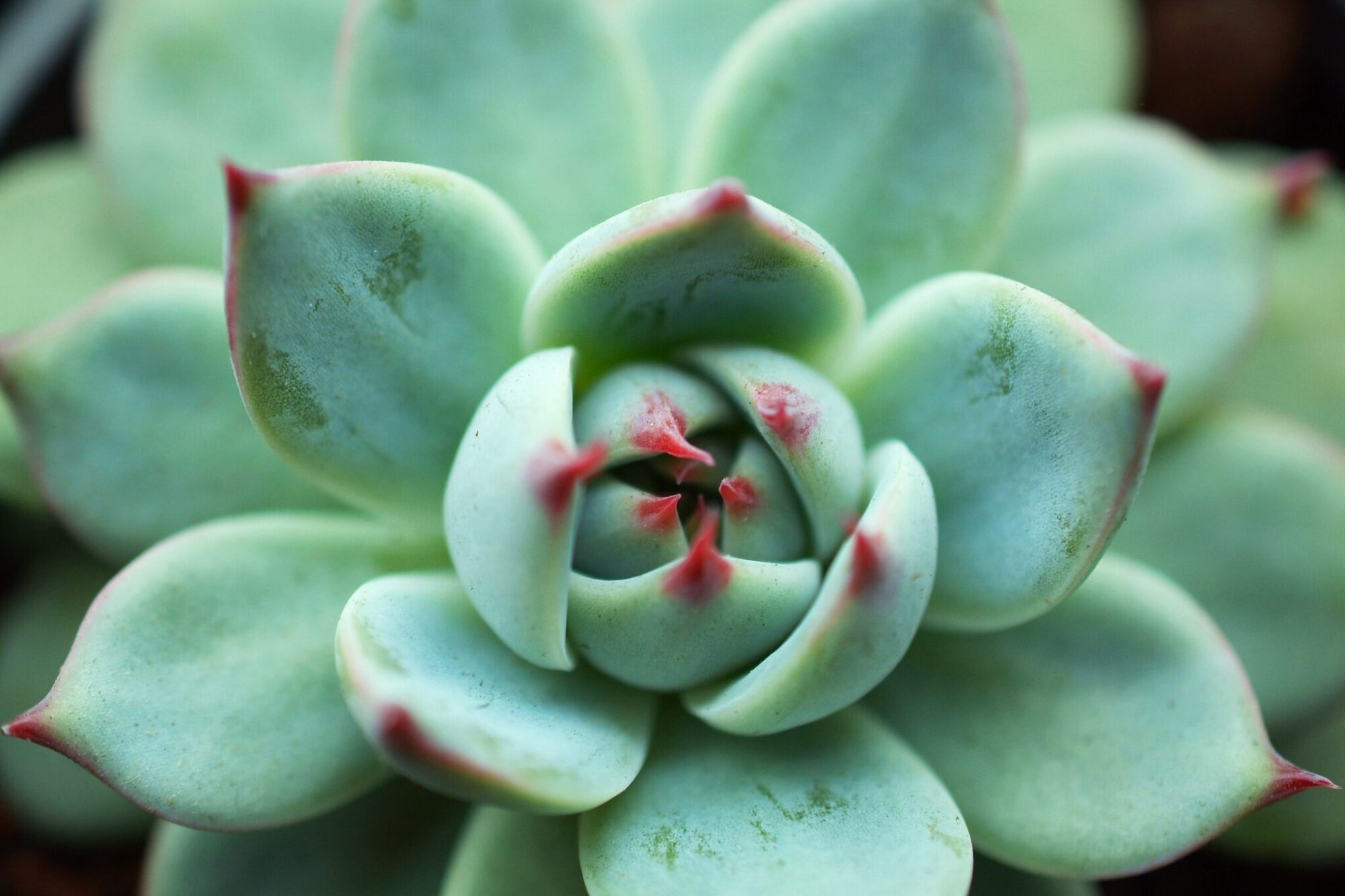 Das Bild zeigt eine Nahaufnahme einer Echeveria chihuahuaensis. Die Blätter sind dick, fleischig und haben eine bläulich-grüne Farbe. An den Spitzen der Blätter ist eine rötliche Färbung zu erkennen, die die Rosette ausmacht. Die Blätter sind glatt und leicht gewölbt, wobei die rötlichen Spitzen deutliche Akzente setzen. Die Pflanze scheint in einem gut gepflegten Zustand zu sein, ohne sichtbare Schäden oder Verfärbungen. Die Anordnung der Blätter ist symmetrisch