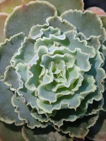 Das Bild zeigt eine Echeveria crenulata mit arttypischen gewellten Blättern. Die Blätter sind in einer Rosette angeordnet und haben eine blassgrüne Farbe, die in der Mitte intensiver ist und nach außen hin blasser wird. Die Blattränder sind leicht gewellt und an den Spitzen manchmal rosa gefärbt. Die Pflanze wächst in einem Topf, der nur am Rand des Bildes zu erkennen ist. Der Hintergrund ist unscharf