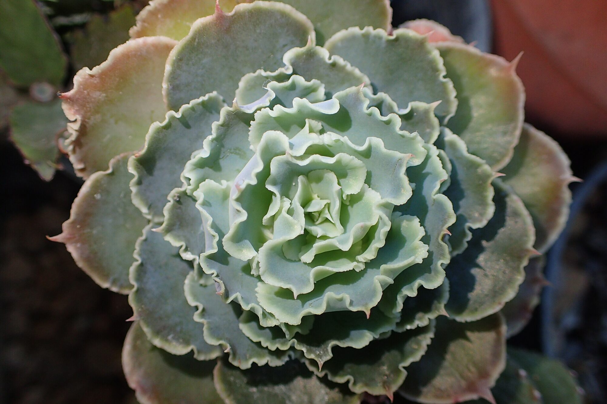 Das Bild zeigt eine Echeveria crenulata mit arttypischen gewellten Blättern. Die Blätter sind in einer Rosette angeordnet und haben eine blassgrüne Farbe, die in der Mitte intensiver ist und nach außen hin blasser wird. Die Blattränder sind leicht gewellt und an den Spitzen manchmal rosa gefärbt. Die Pflanze wächst in einem Topf, der nur am Rand des Bildes zu erkennen ist. Der Hintergrund ist unscharf