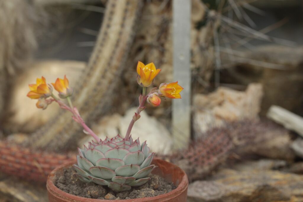 Das Bild zeigt eine Echeveria derenbergii Pflanze, die in einem kleinen Topf wächst. Die Pflanze hat eine rosettenartige Anordnung von fleischigen, blaugrauen Blättern mit rötlichen Rändern. Aus der Mitte der Rosette wachsen zwei lange, schlanke Blütenstängel, die jeweils mehrere leuchtend orange-gelbe Blüten tragen. Die Blüten haben eine markante, glockenförmige Struktur mit leuchtend gelben Staubblättern im Inneren. Der Hintergrund des Bildes ist unscharf, zeigt jedoch Elemente, die auf eine trockene, wüstenähnliche Umgebung hindeuten