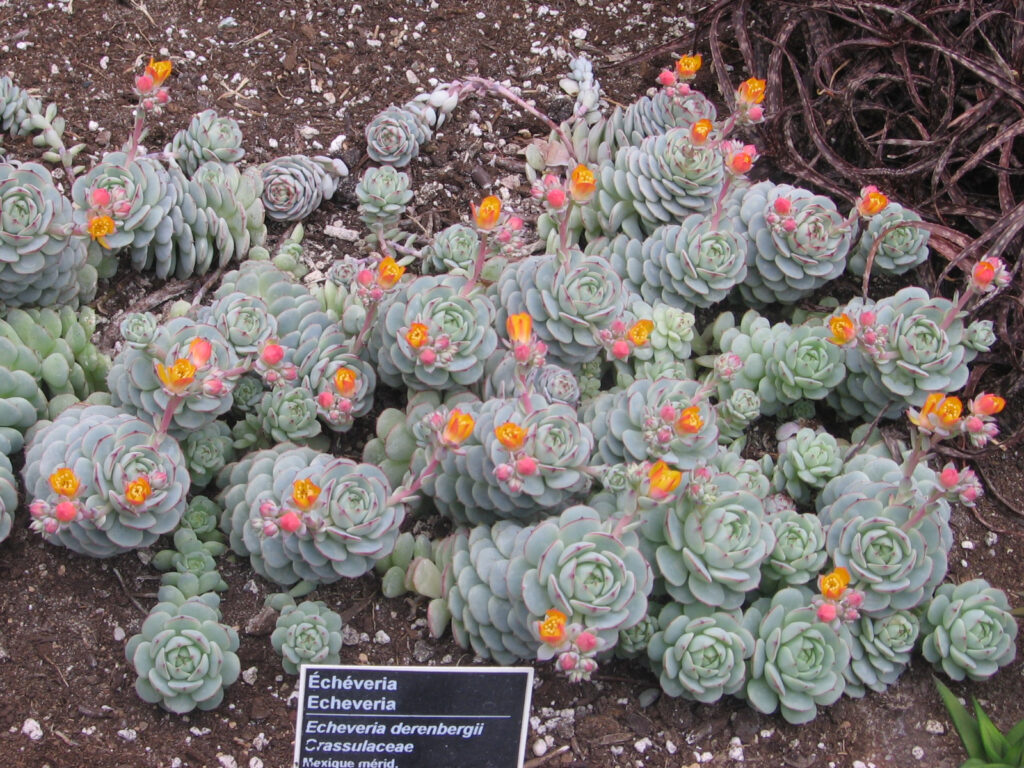 Das Bild zeigt eine Gruppe von Echeveria derenbergii Pflanzen, die dicht nebeneinander in einem Gartenbeet wachsen. Jede Pflanze hat eine charakteristische rosettenartige Form mit fleischigen, blaugrauen Blättern. Aus den Rosetten ragen schlanke Stängel, die kleine, leuchtend orange-gelbe Blüten tragen. Diese Blüten stehen in Kontrast zu den kühlen, blaugrauen Tönen der Blätter und verleihen den Pflanzen ein lebendiges Aussehen. Vor den Pflanzen befindet sich ein Schild mit der Beschriftung "Echeveria derenbergii" und der Angabe, dass die Pflanzen zur Familie der Crassulaceae gehören. Das Schild gibt zudem an, dass die Pflanze aus dem südlichen Mexiko stammt.