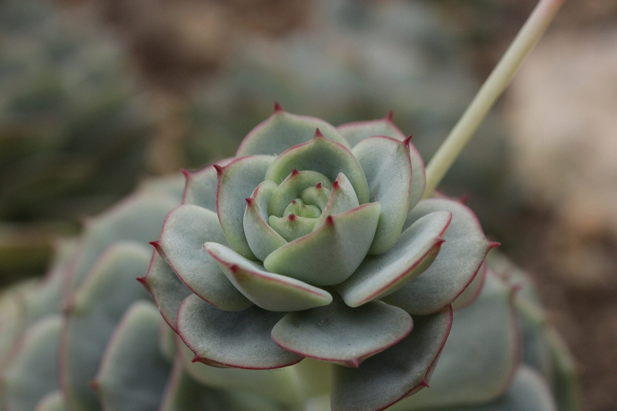 Echeveria derenbergii Das Bild zeigt eine Nahaufnahme einer sukkulenten Pflanze in einem Rosettenmuster. Die Pflanze hat fleischige, blau-grüne Blätter, die symmetrisch um die Mitte herum angeordnet sind. Die Blätter haben eine glatte Oberfläche und eine leicht spitz zulaufende Form, mit zarten roten Rändern und Spitzen. Im Zentrum der Rosette befindet sich ein kleinerer, noch ungeöffneter Teil der Pflanze. Der Hintergrund ist unscharf.