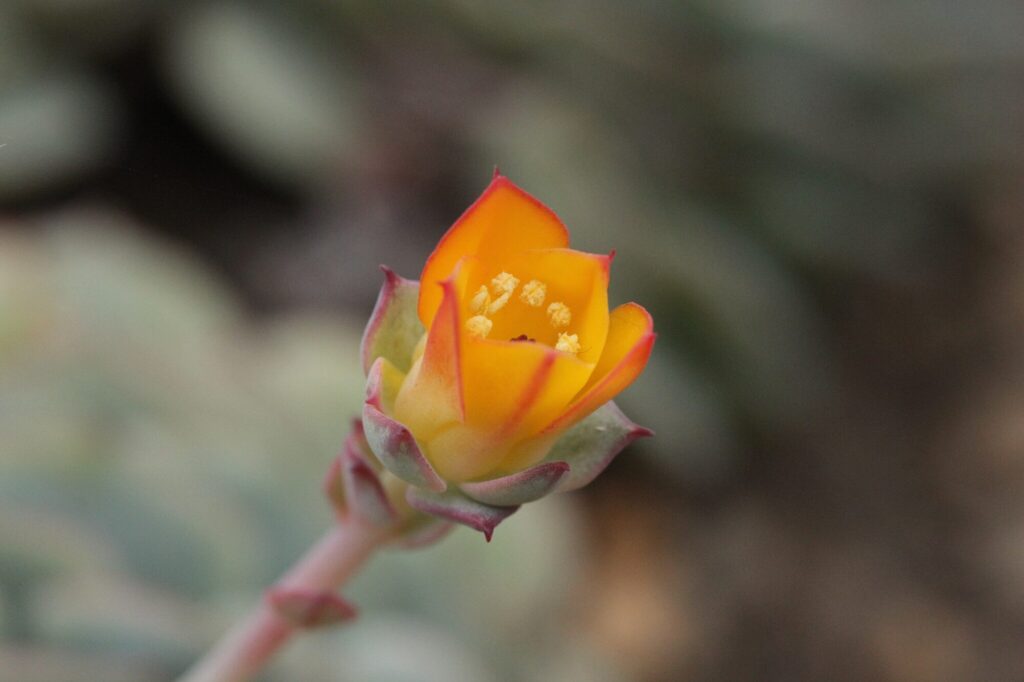 Das Bild zeigt eine Nahaufnahme einer Blüte von Echeveria derenbergii. Die Blüte ist gelb mit orange-roten Spitzen, die den Rand der Blütenblätter säumen. Im Inneren der Blüte sind mehrere Staubgefäße zu sehen, die kleine gelbe Pollen tragen. Der Hintergrund ist unscharf