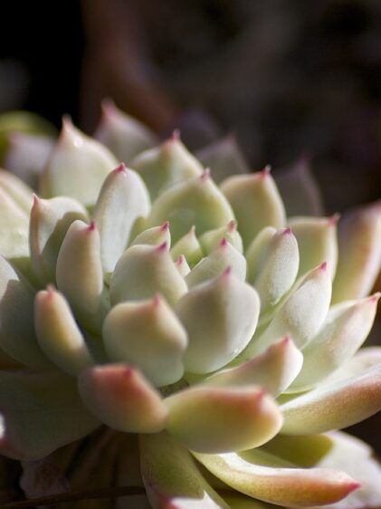 Das Bild zeigt eine Echeveria prolifica, eine sukkulente Pflanze, die für ihre kompakte Rosettenform bekannt ist. Die Blätter sind dicht beieinander angeordnet und haben eine leicht wachsartige Oberfläche. Sie sind überwiegend hellgrün bis gräulich mit zarten rosa bis rötlichen Spitzen. Im Hintergrund sind weitere Pflanzen in einem unscharfen Bereich sichtbar