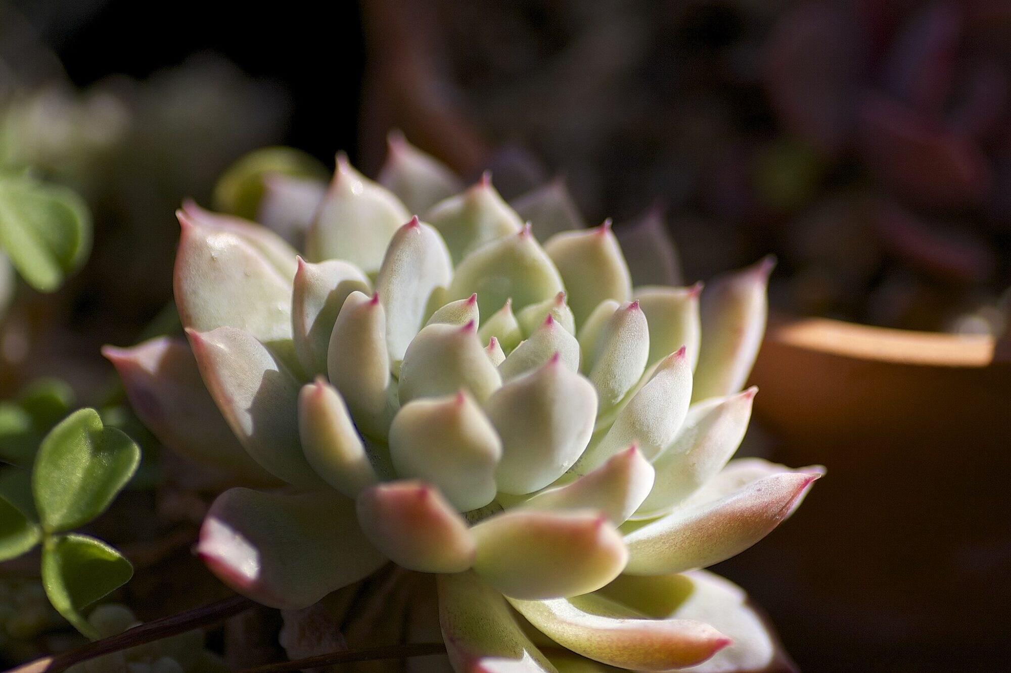 Das Bild zeigt eine Echeveria prolifica, eine sukkulente Pflanze, die für ihre kompakte Rosettenform bekannt ist. Die Blätter sind dicht beieinander angeordnet und haben eine leicht wachsartige Oberfläche. Sie sind überwiegend hellgrün bis gräulich mit zarten rosa bis rötlichen Spitzen. Im Hintergrund sind weitere Pflanzen in einem unscharfen Bereich sichtbar