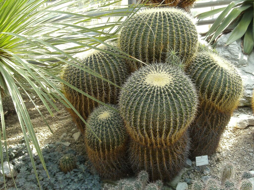 Das Bild zeigt eine Gruppe von Echinocactus grusonii, auch bekannt als "Schwiegermutterstuhl". Diese kugelförmigen Kakteen haben eine grüne Oberfläche, die mit dichten, goldenen Stacheln bedeckt ist. Die Kakteen sind unterschiedlich groß und bilden eine attraktive Gruppe in einer wüstenartigen Landschaft. Im Vordergrund sind einige Blätter einer anderen Pflanze zu sehen, die lange, schmale und spitze Blätter hat. Der Boden um die Kakteen herum ist mit kleinen Steinen und Kieselsteinen bedeckt