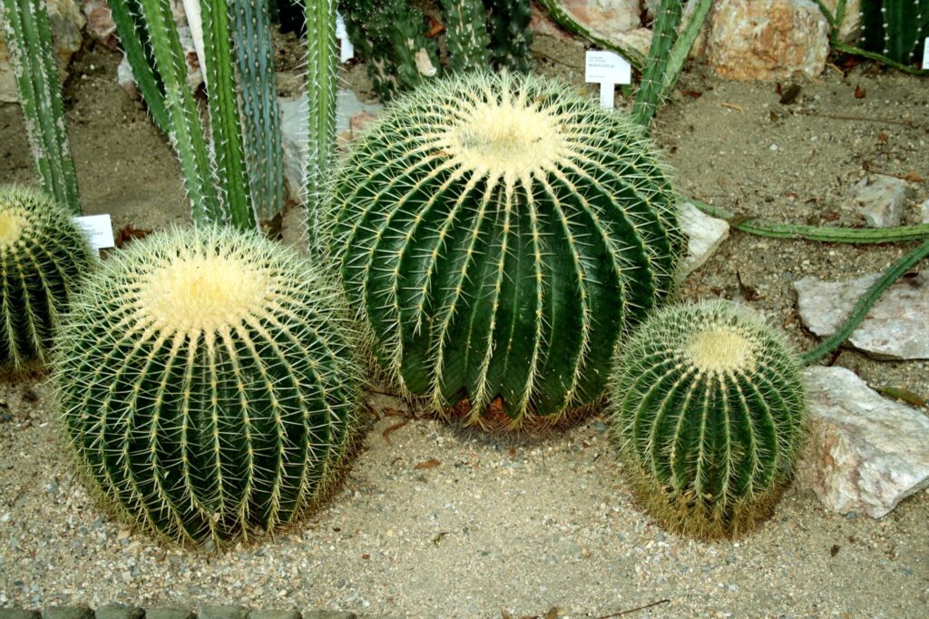 Das Bild zeigt eine Gruppe von Echinocactus grusonii, auch bekannt als "Schwiegermutterstuhl". Diese Kaktusarten haben eine auffällige kugelförmige Struktur mit ausgeprägten Rippen und dichten, gelben Dornen. Die Pflanzen stehen auf einem sandigen Untergrund, der typisch für ihre natürliche Wüstenumgebung ist. Im Hintergrund sind weitere Kakteen und Sukkulenten zu sehen