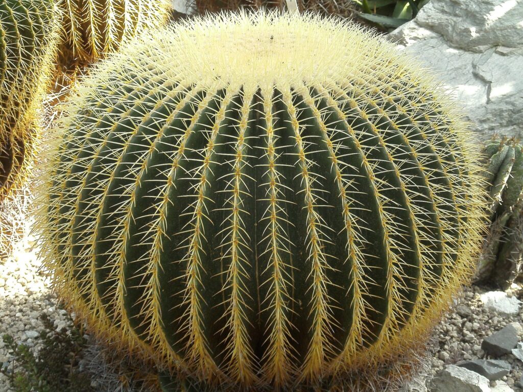 Das Bild zeigt einen großen, kugelförmigen Echinocactus grusonii. Der Kaktus hat eine dunkelgrüne Oberfläche mit dicht angeordneten, goldgelben Stacheln, die in regelmäßigen vertikalen Reihen angeordnet sind. Die obere Hälfte des Kaktus ist dichter mit Stacheln bedeckt, was ihm ein flauschiges Aussehen verleiht. Der Boden um den Kaktus herum ist mit kleinen Kieselsteinen und Steinen bedeckt. Im Hintergrund sind weitere Kakteen und Felsen zu sehen.
