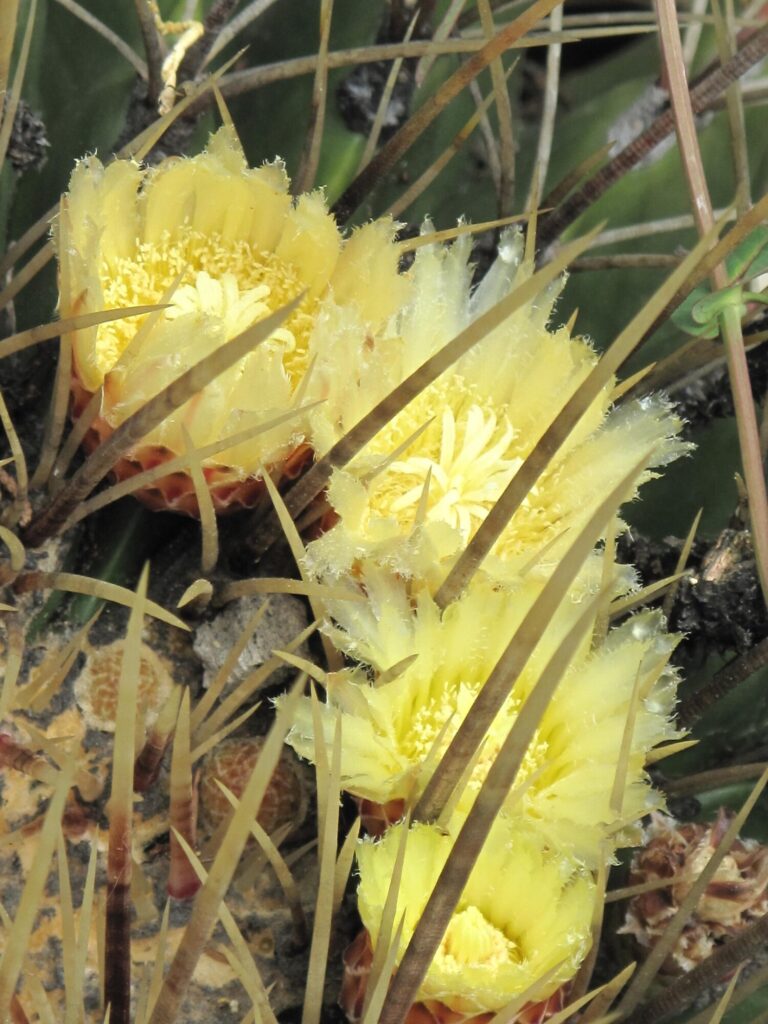Das Bild zeigt die Blüten des Echinocactus grusonii, auch bekannt als "Schwiegermutterstuhl". Die Blüten sind leuchtend gelb und haben eine flauschige, federartige Textur am Rand der Blütenblätter. Die Blüten sind in einer Gruppe zusammengefasst und ragen aus dem Zentrum des Kaktus hervor, umgeben von den typischen langen, goldgelben Stacheln des Kaktus. Im Hintergrund sind die grünen, gerippten Körperteile des Kaktus zu sehen, die ebenfalls mit Stacheln bedeckt sind. Die Blüten haben zahlreiche Staubblätter im Zentrum, die ebenfalls gelb sind und ein flauschiges Aussehen haben.