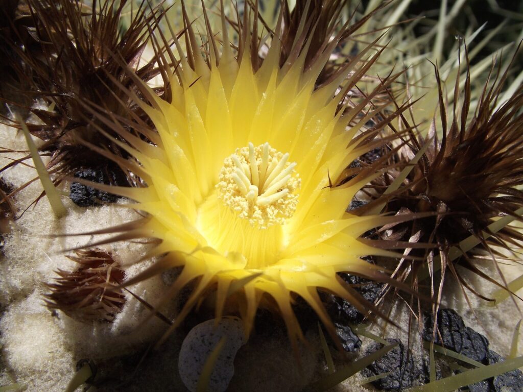 Das Bild zeigt die Blüte eines Echinocactus grusonii. Die Blüte ist leuchtend gelb mit zahlreichen schmalen Blütenblättern, die sich radial um das Zentrum der Blüte anordnen. Im Zentrum sind Staubblätter mit gelben Staubbeuteln sichtbar. Die Blüte ist von stacheligen, braunen Areolen umgeben. Der Kaktus hat eine wollige Oberfläche um die Areolen herum