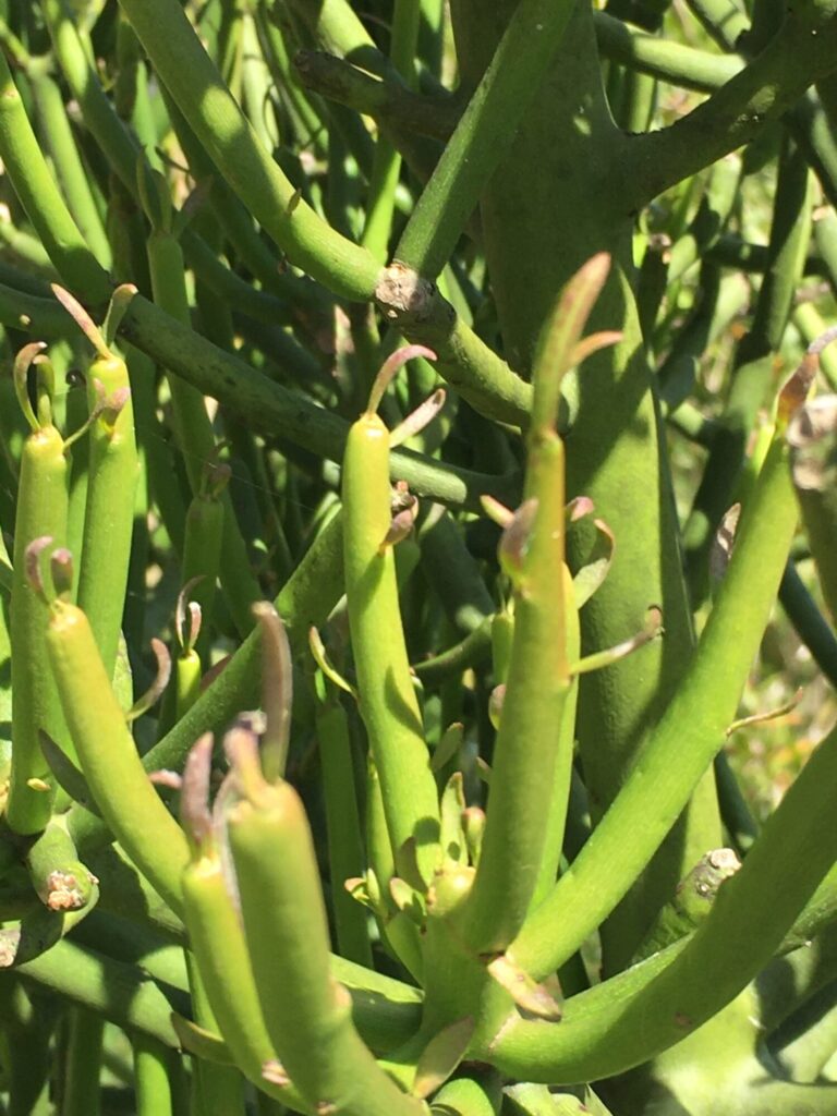 Das Bild zeigt eine Nahaufnahme der Äste einer Euphorbia tirucalli, auch bekannt als Bleistiftstrauch oder Milchbusch. Die schlanken, grünen Äste der Pflanze sind deutlich zu sehen und verzweigen sich in verschiedene Richtungen. Einige der Spitzen der Äste sind leicht rosa gefärbt, was auf neue Triebe hinweisen kann. Die Oberfläche der Äste ist glatt, und es sind kleine, knospenartige Strukturen an den Knotenpunkten sichtbar. Die Pflanze ist dicht bewachsen