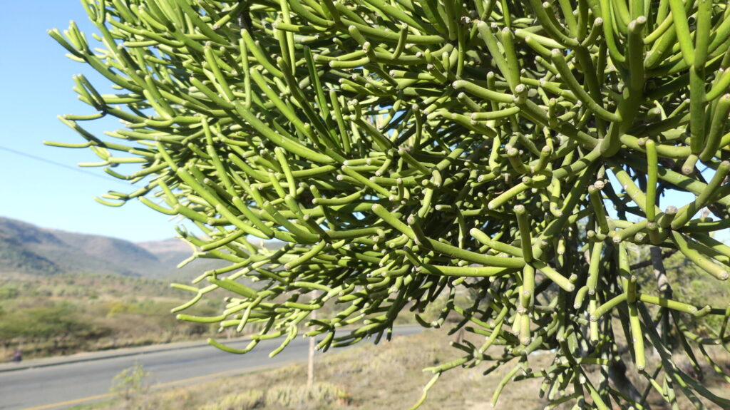 Das Bild zeigt einen großen Euphorbia tirucalli, auch bekannt als Bleistiftstrauch oder Milchbusch. Diese Pflanze hat grüne, stiftartige Stängel, die dicht beieinander wachsen und sich in alle Richtungen verzweigen. Im Hintergrund ist eine Straße und eine hügelige Landschaft zu sehen, was darauf hindeutet, dass die Pflanze in einer trockenen, möglicherweise halbwüstenartigen Umgebung wächst. Der Himmel ist klar und blau