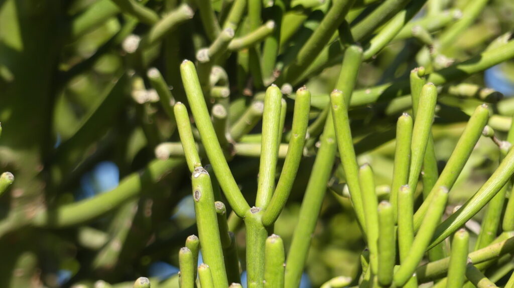 Das Bild zeigt eine Nahaufnahme der Pflanze Euphorbia tirucalli, auch bekannt als Bleistiftstrauch. Die grünen, zylindrischen Stängel sind deutlich sichtbar und verzweigen sich in alle Richtungen. Die Oberfläche der Stängel ist glatt und weist kleine, knotenartige Strukturen auf. Diese Pflanze hat keine auffälligen Blätter und ist bekannt für ihre dünnen, stiftartigen Stängel, die oft in einem dichten Cluster wachsen. Das Bild zeigt die charakteristischen Merkmale dieser Sukkulente deutlich, einschließlich der kleinen, braunen Knospenansätze an den Stängelspitzen.