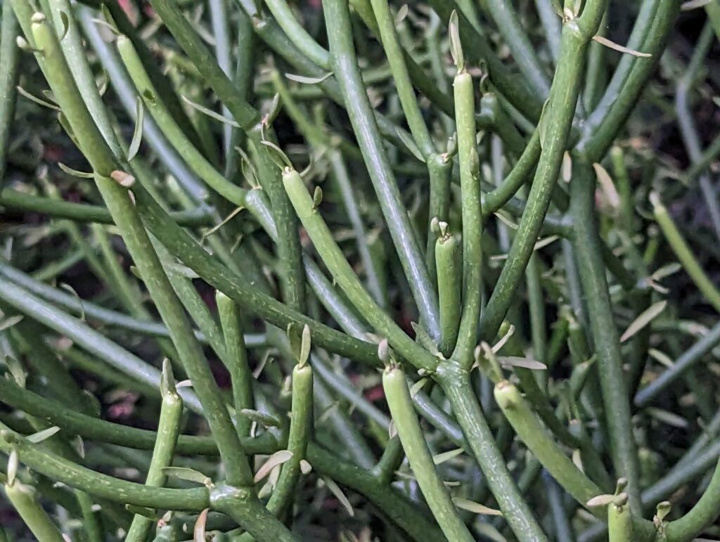 Das Bild zeigt eine Nahaufnahme von Euphorbia tirucalli, auch bekannt als Bleistiftstrauch. Die grünen, schlanken Äste der Pflanze verzweigen sich in alle Richtungen. Die Oberfläche der Äste ist glatt und weist kleine, knospenartige Strukturen auf. Die Äste sind dünn und haben eine leicht glänzende Textur.