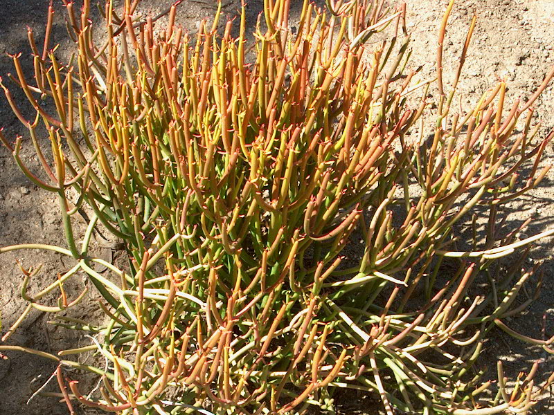 Das Bild zeigt eine Euphorbia tirucalli, auch bekannt als Bleistiftstrauch oder Milchbusch. Diese Pflanze zeichnet sich durch ihre schlanken, blattlosen Äste aus, die wie Bleistifte aussehen. Die Äste sind überwiegend grün, aber einige von ihnen zeigen auch orange bis rötliche Färbungen, was auf eine erhöhte Sonneneinstrahlung hinweist. Die Pflanze wächst buschig und dicht, wobei die Äste in verschiedene Richtungen ragen. Der Boden um die Pflanze herum ist trocken und sandig