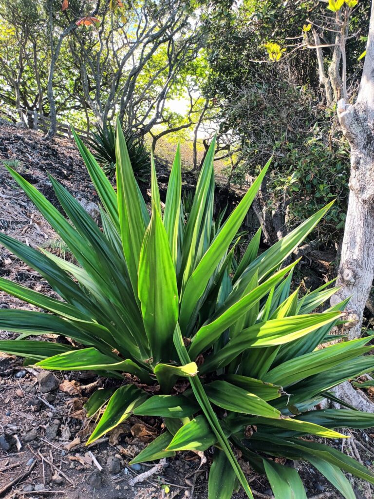 Furcraea foetida Das Bild zeigt eine Furcraea foetida, auch als "Mauritius-Hanf" bekannt, die in einer natürlichen Umgebung wächst. Die Pflanze hat lange, schmale Blätter, die spitz zulaufen und eine glänzende, dunkelgrüne Farbe haben. Die Blätter sind in einer Rosette angeordnet und wachsen dicht beieinander. Im Hintergrund sind verschiedene Bäume und Sträucher zu sehen, die einen natürlichen Lebensraum für die Pflanze bilden. Der Boden um die Pflanze herum ist bedeckt mit Laub und kleinen Ästen.