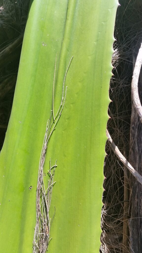 Furcraea foetida Das Bild zeigt ein großes Blatt von Furcraea foetida in Nahaufnahme. Das Blatt ist lang, breit und hat eine glänzende grüne Oberfläche. Die Blattkante ist gezackt, mit kleinen Zähnen, die entlang des Randes verlaufen. Auf dem Blatt liegt ein Bündel dünner, trockener Äste oder Zweige. Im Hintergrund sind weitere Pflanzen und Äste sichtbar