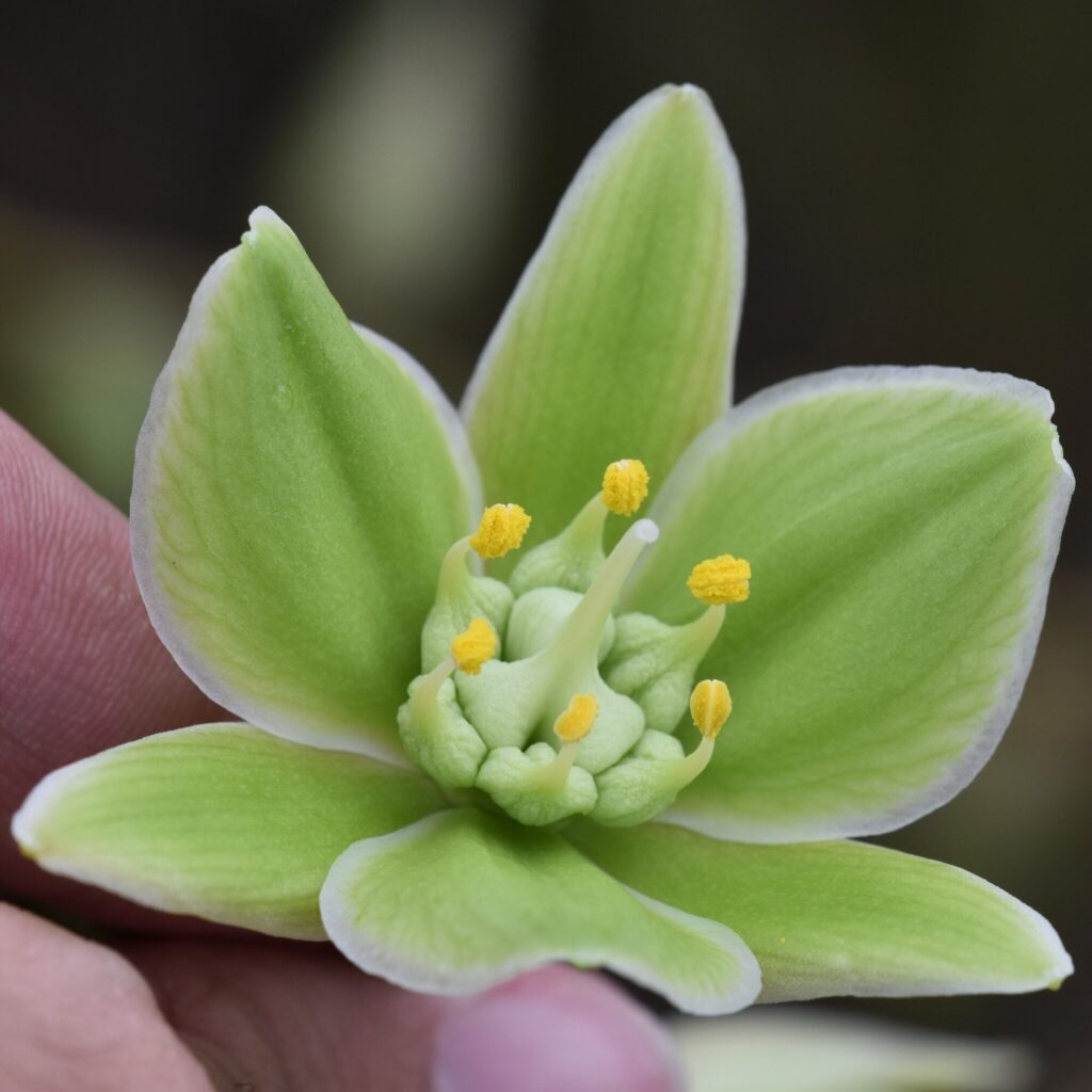Furcraea foetida Das Bild zeigt eine Nahaufnahme der Blüte von Furcraea foetida. Die Blüte hat sechs grüne Blütenblätter, die an den Rändern weiß sind. In der Mitte der Blüte befinden sich mehrere gelbe Staubblätter und ein prominenter, weiß-grüner Stempel. Die Blütenblätter sind symmetrisch angeordnet