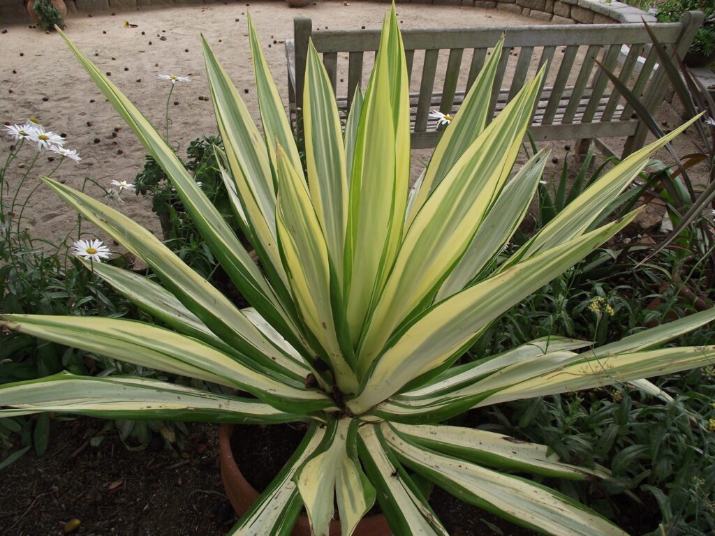 Furcraea foetida Das Bild zeigt eine Furcraea foetida var. mediopicta, eine Pflanze mit langen, schwertförmigen Blättern, die eine zentrale gelbe Streifenvariegation haben, umgeben von grünen Rändern. Die Pflanze wächst in einem Topf und steht in einem Gartenbereich, der von einem Holzzaun und einer Sitzbank begrenzt wird. Im Hintergrund sind Gänseblümchen (Margueriten) zu sehen, die zwischen den Pflanzen blühen. Der Boden ist sandig