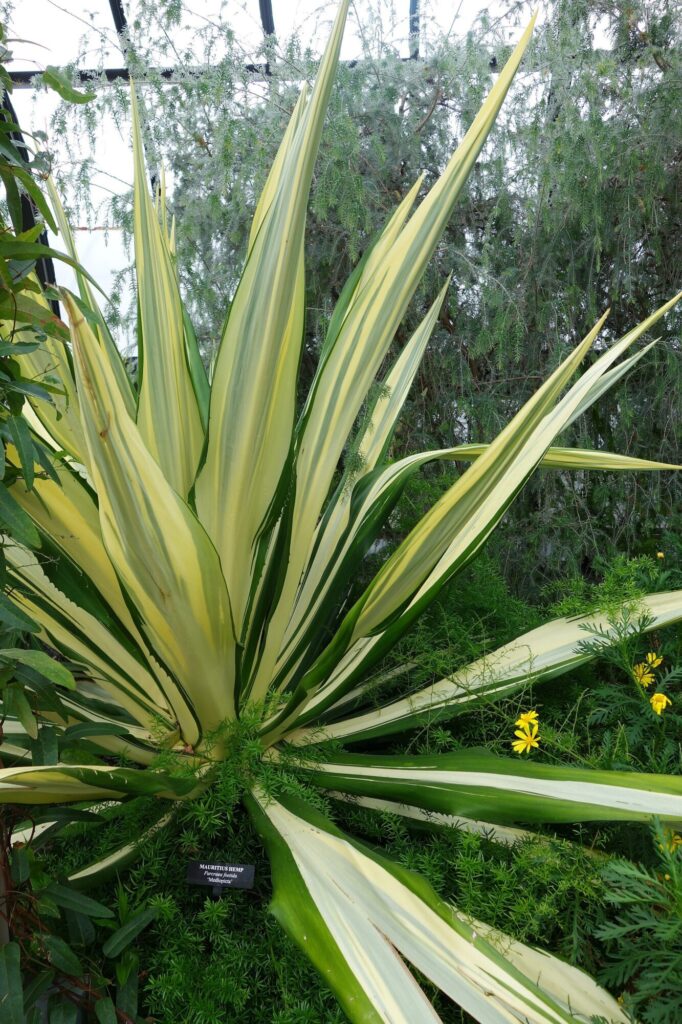 Furcraea foetida Das Bild zeigt eine Furcraea foetida var. mediopicta, auch bekannt als Mauritius-Hanf. Diese Pflanze hat lange, schwertförmige Blätter mit einer auffälligen Variegation: ein breiter gelber Streifen in der Mitte, umgeben von grünen Rändern. Die Pflanze wächst in einem üppigen, grünen Gartenbereich, umgeben von verschiedenen anderen Pflanzen. Im Hintergrund ist ein baumähnliches Gewächs zu sehen, das den Anschein eines Gewächshausdaches vermittelt. Gelbe Blüten verschiedener Pflanzen sind ebenfalls zu sehen. Ein Schild mit der Aufschrift "MAURITIUS HEMP" befindet sich am unteren Rand der Pflanze