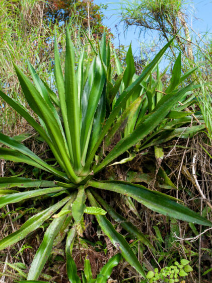Das Bild zeigt eine Furcraea hexapetala Pflanze in ihrem natürlichen Habitat. Die Pflanze hat lange, schwertförmige Blätter, die aus einer Rosette in der Mitte der Pflanze wachsen. Die Blätter sind grün und weisen entlang ihrer Ränder kleine Dornen auf. Im Hintergrund und um die Pflanze herum ist dichte Vegetation zu sehen, die hauptsächlich aus hohem Gras und verschiedenen Sträuchern besteht. Der Himmel ist teilweise sichtbar und klar, was auf ein sonniges Wetter hindeutet. Die Pflanze scheint auf einem Hang oder einer Böschung zu wachsen, da man Erde und Vegetation auf verschiedenen Höhen sehen kann.