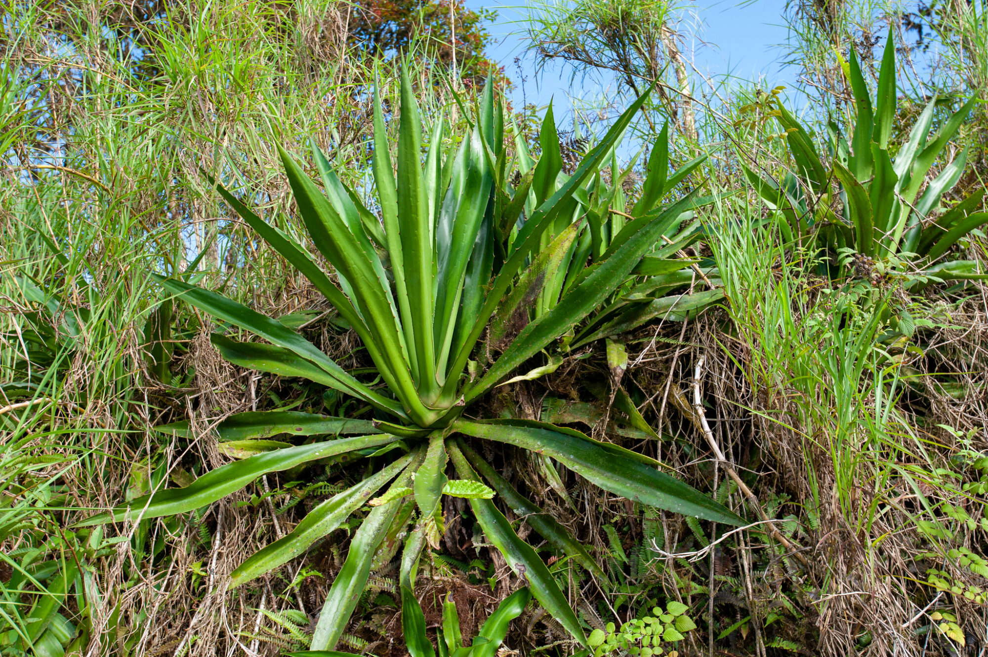 Das Bild zeigt eine Furcraea hexapetala Pflanze in ihrem natürlichen Habitat. Die Pflanze hat lange, schwertförmige Blätter, die aus einer Rosette in der Mitte der Pflanze wachsen. Die Blätter sind grün und weisen entlang ihrer Ränder kleine Dornen auf. Im Hintergrund und um die Pflanze herum ist dichte Vegetation zu sehen, die hauptsächlich aus hohem Gras und verschiedenen Sträuchern besteht. Der Himmel ist teilweise sichtbar und klar, was auf ein sonniges Wetter hindeutet. Die Pflanze scheint auf einem Hang oder einer Böschung zu wachsen, da man Erde und Vegetation auf verschiedenen Höhen sehen kann.