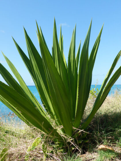 Das Bild zeigt eine Furcraea tuberosa Pflanze, die in einer natürlichen Umgebung am Meer wächst. Die Pflanze hat lange, spitze, grüne Blätter, die aus einer zentralen Rosette wachsen. Die Blätter sind kräftig und schwertförmig, mit leicht gezackten Rändern. Im Hintergrund ist das blaue Meer zu sehen, das anzeigt, dass die Pflanze in einer Küstenregion wächst. Der Himmel ist klar und blau, was auf sonniges Wetter hindeutet. Um die Pflanze herum gibt es Gras und einige Sträucher, die die natürliche Umgebung ergänzen.