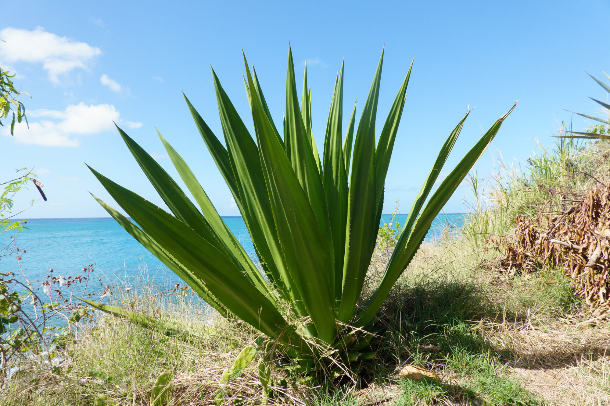 Furcraea tuberosa Das Bild zeigt eine Furcraea tuberosa Pflanze, die in einer natürlichen Umgebung am Meer wächst. Die Pflanze hat lange, spitze, grüne Blätter, die aus einer zentralen Rosette wachsen. Die Blätter sind kräftig und schwertförmig, mit leicht gezackten Rändern. Im Hintergrund ist das blaue Meer zu sehen, das anzeigt, dass die Pflanze in einer Küstenregion wächst. Der Himmel ist klar und blau, was auf sonniges Wetter hindeutet. Um die Pflanze herum gibt es Gras und einige Sträucher, die die natürliche Umgebung ergänzen.