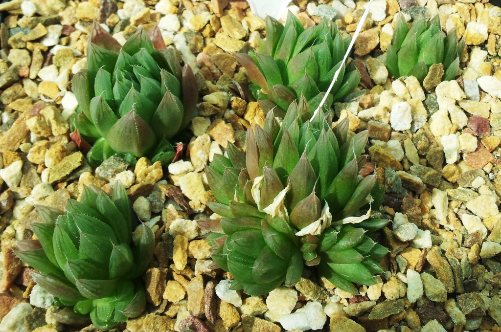 Das Bild zeigt eine Gruppe von Haworthia cooperi var. leightonii Pflanzen. Diese Sukkulenten haben dicke, fleischige Blätter, die sich zu kompakten Rosetten formen. Die Blätter sind grün und leicht transparent, wodurch sie das Licht durchlassen. An den Spitzen der Blätter ist eine leichte Bräunung zu erkennen. Die Pflanzen sind in einem Substrat aus grobkörnigen, gelblich-braunen Steinen gepflanzt, das für eine gute Drainage sorgt.