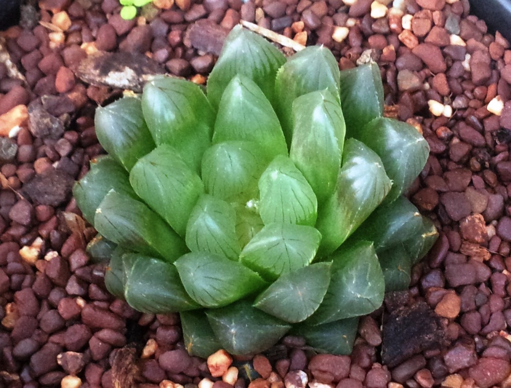 Das Bild zeigt eine Haworthia cooperi var. pilifera Pflanze. Diese Sukkulente zeichnet sich durch ihre durchscheinenden, prall gefüllten Blätter aus, die sich zu einer kompakten Rosette formen. Die Blätter sind grün und haben eine leicht transparente Struktur, die das Licht durchlässt. Die Pflanze ist in einem Topf mit grobkörnigem Substrat gepflanzt, das aus kleinen, rötlich-braunen Steinen besteht.