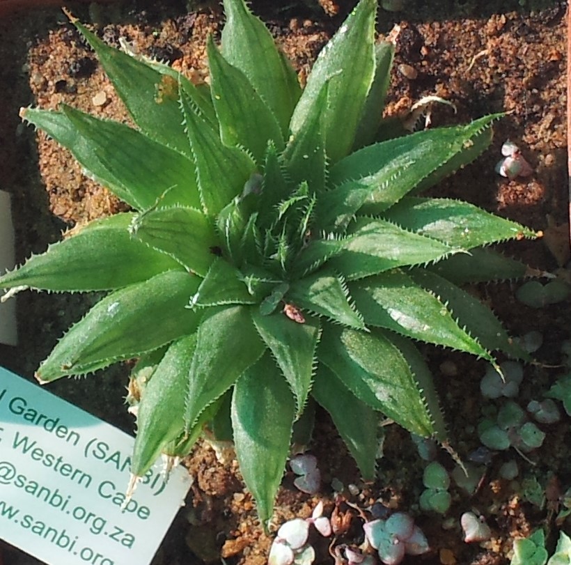 Das Bild zeigt eine Haworthia cooperi var. tenera Pflanze. Diese Sukkulente hat spitze, leicht durchsichtige grüne Blätter, die sich zu einer kompakten Rosette formen. Die Blätter sind länglich, mit leicht gezackten Rändern und können kleine, weiße Härchen aufweisen. Die Pflanze ist in einem sandigen Substrat gepflanzt, das für eine gute Drainage sorgt. Neben der Pflanze ist ein Schild des South African National Biodiversity Institute (SANBI) zu sehen
