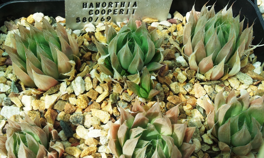 Das Bild zeigt mehrere Exemplare von Haworthia cooperi in einem Pflanzbehälter. Diese Sukkulenten haben rosettenförmig angeordnete, durchscheinende Blätter, die an den Spitzen braun bis rosa gefärbt sind. Die Pflanzen sind in einem Substrat aus grobem Kies und kleinen Steinen gepflanzt. Im Hintergrund ist ein Schild mit der Aufschrift Haworthia cooperi und einer Identifikationsnummer 580/69 zu sehen.