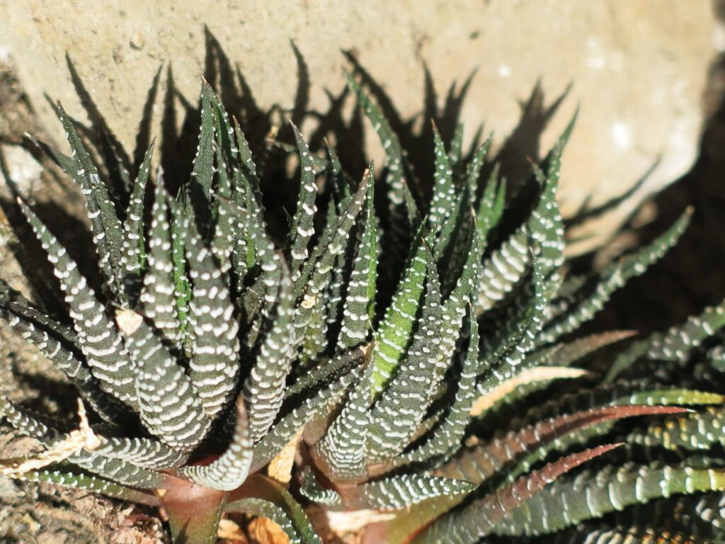 Das Bild zeigt eine Nahaufnahme einer Haworthia fasciata-Pflanze, die in einer natürlichen Umgebung zu wachsen scheint. Die Pflanze hat die typischen dicken, dunkelgrünen Blätter mit weißen, horizontalen Streifen. Die Blätter sind spitz zulaufend und wachsen in einer dichten, rosettenartigen Anordnung. Die Pflanze befindet sich auf einem steinigen Untergrund, und im Hintergrund ist ein großer Stein sichtbar.