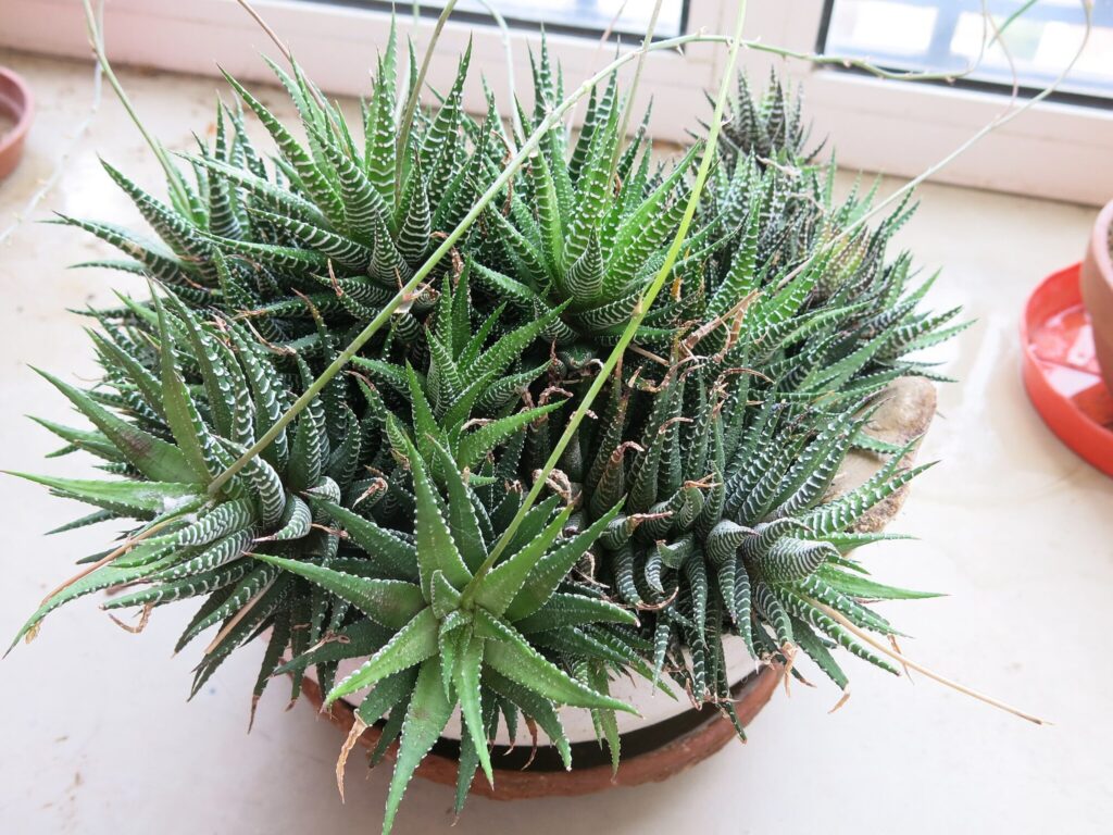 Das Bild zeigt eine große Gruppe von Haworthia fasciata-Pflanzen, die dicht in einem Topf gepflanzt sind. Die Pflanzen haben die typischen dicken, dunkelgrünen Blätter mit weißen, horizontalen Streifen. Die Blätter sind spitz zulaufend und wachsen in einer rosettenartigen Anordnung. Der Topf steht auf einer Fensterbank, was darauf hindeutet, dass die Pflanzen in einem Innenraum mit ausreichend Licht stehen. Im Hintergrund sind andere Töpfe zu sehen