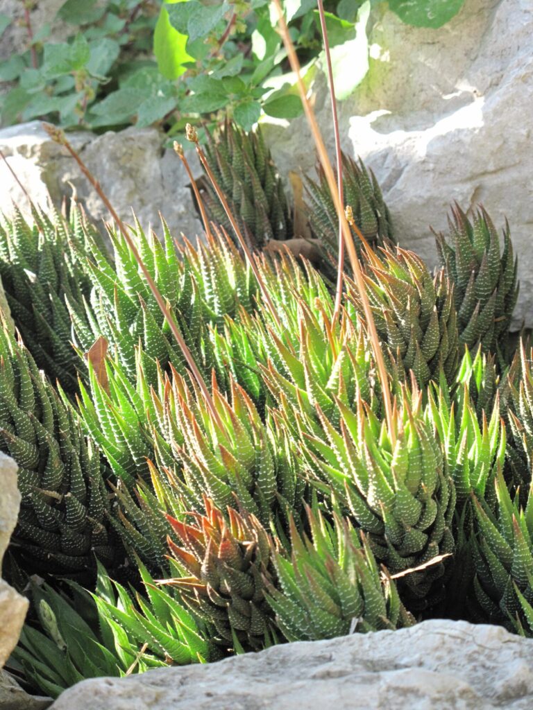 Das Bild zeigt eine große Gruppe von Haworthia fasciata-Pflanzen, die zwischen Felsen in einer natürlichen Umgebung wachsen. Die Pflanzen haben die charakteristischen dicken, dunkelgrünen Blätter mit weißen, horizontalen Streifen. Die Blätter sind spitz zulaufend und wachsen in einer dichten, rosettenartigen Anordnung. Die Umgebung ist felsig, und im Hintergrund sind grüne Blätter anderer Pflanzen sichtbar. Das Licht fällt stark auf die Haworthia, was auf eine sonnige Umgebung hinweist. Einige Blätter zeigen rote Spitzen, was auf Stress durch direkte Sonneneinstrahlung oder Trockenheit hinweisen kann.